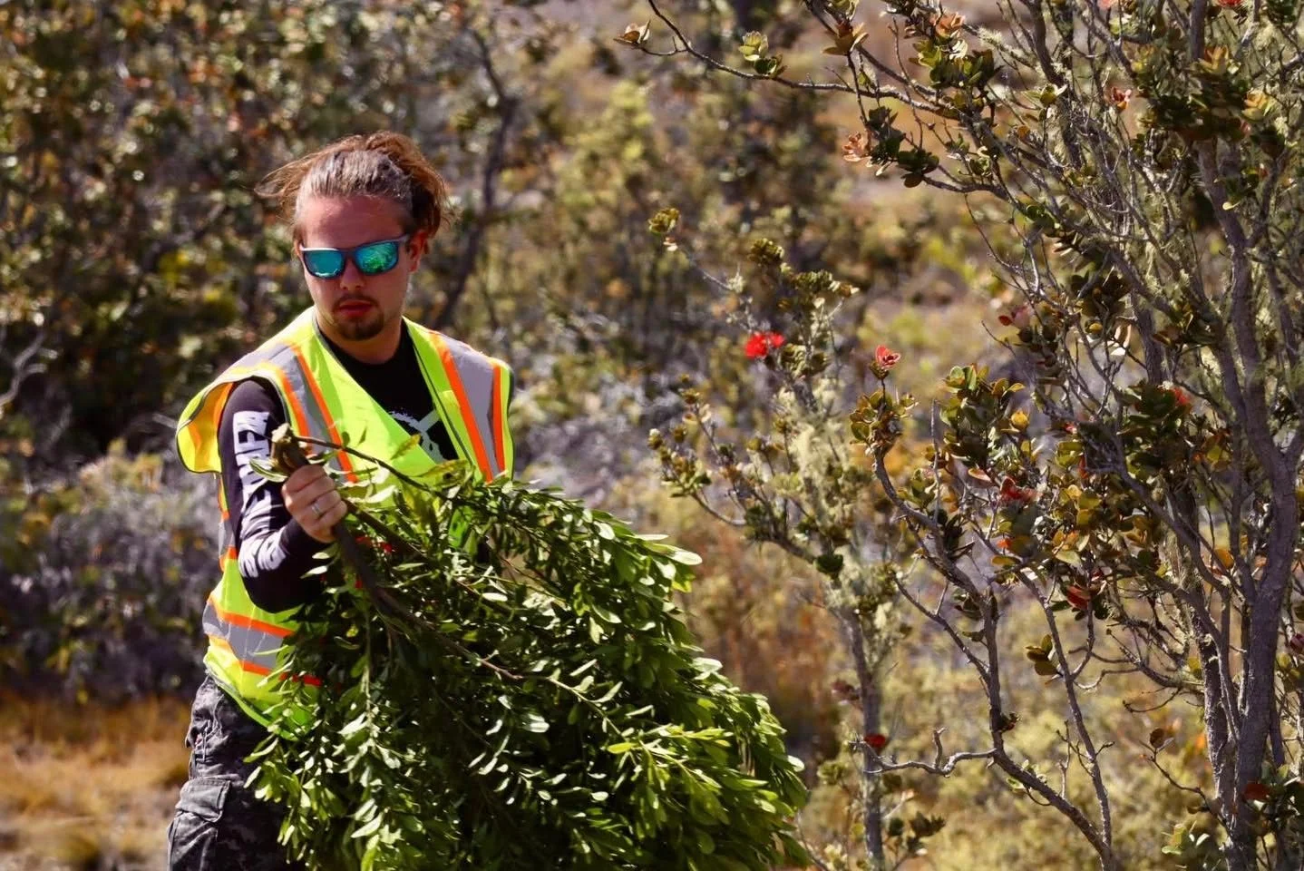 A man wearing reflective sunglasses, a black shirt, and a yellow safety vest is collecting a large bunch of green leaves in a bush during daytime. The background shows a dry, bushy landscape with sparse vegetation.
