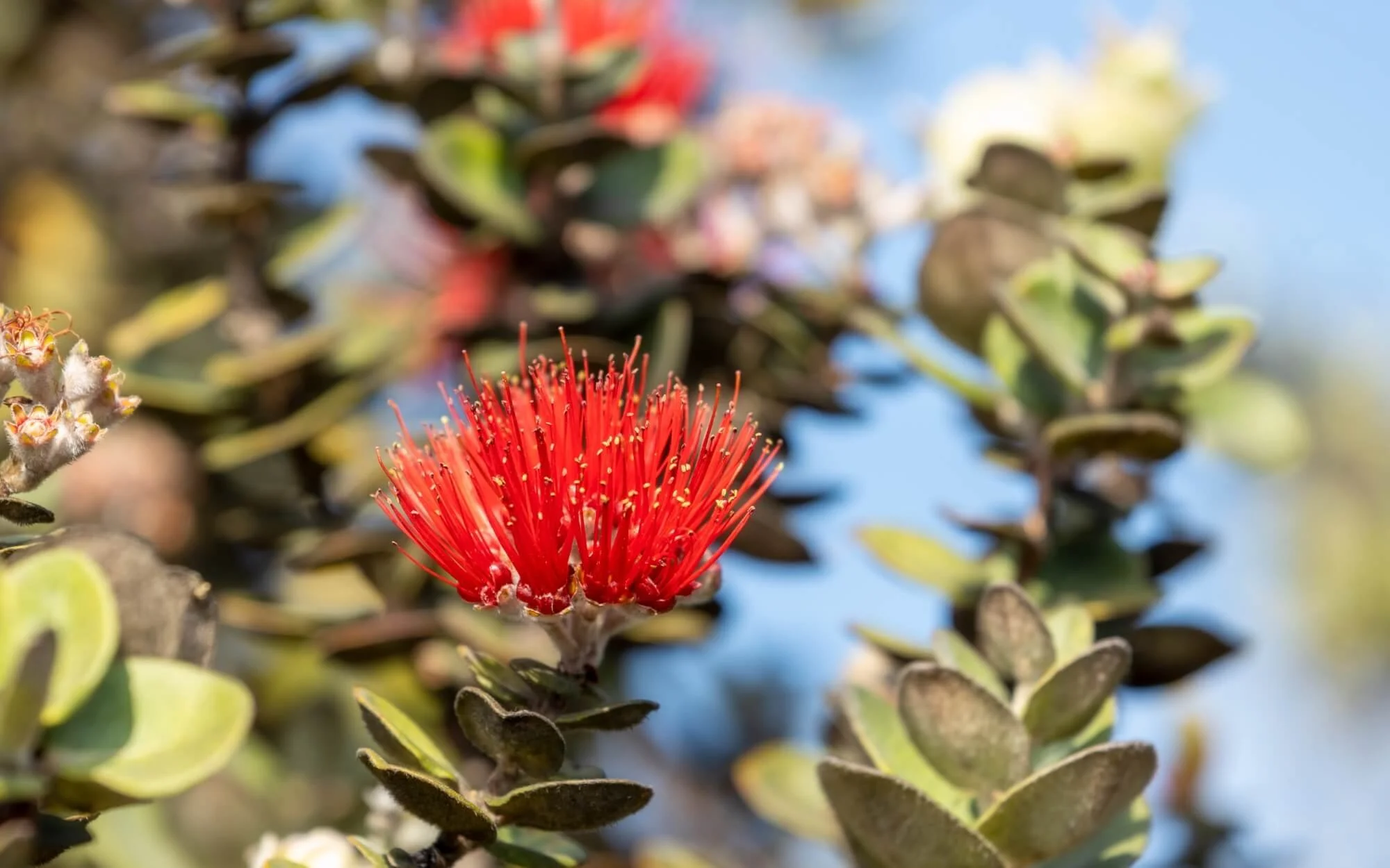 Close-up of a bright red flower with thin, spiky petals, on a bush with green and brown leaves, against a blurred background of blue sky and foliage.