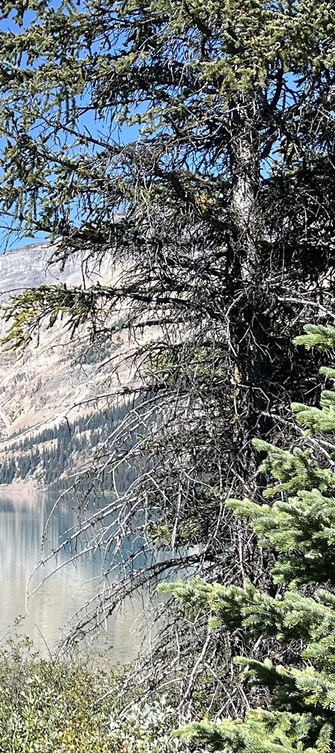 A landscape featuring a large, twisted pine tree by a body of water with mountains in the background and a bright blue sky.