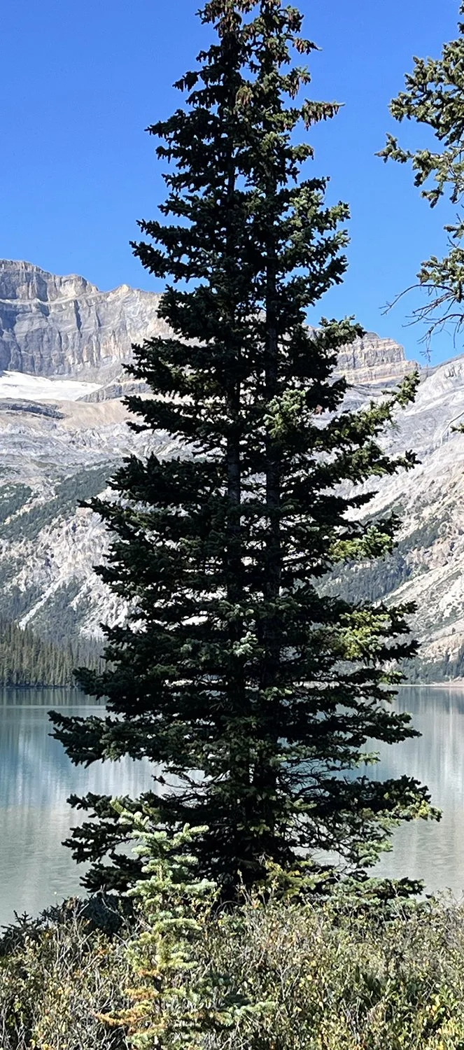 A tall evergreen pine tree in front of a mountain range and a lake under a clear blue sky.