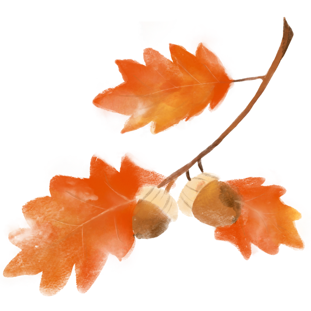 Illustration of three orange autumn leaves attached to a brown branch with acorns, on a transparent background.