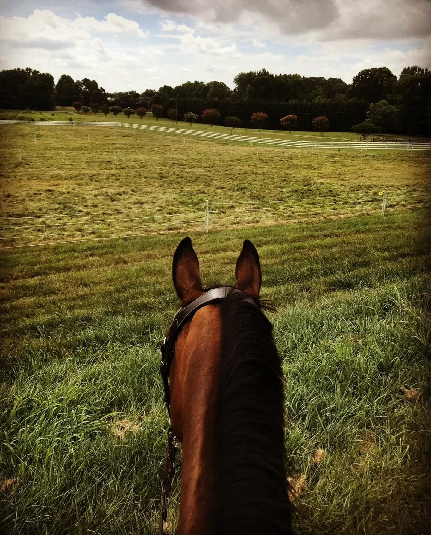 We protect what you love most.
From the barn to the boardroom, Wise Covington has your back &hellip; and your horse&rsquo;s. 

Set up your free consult on our webpage!

#LegallySound #EquineLaw