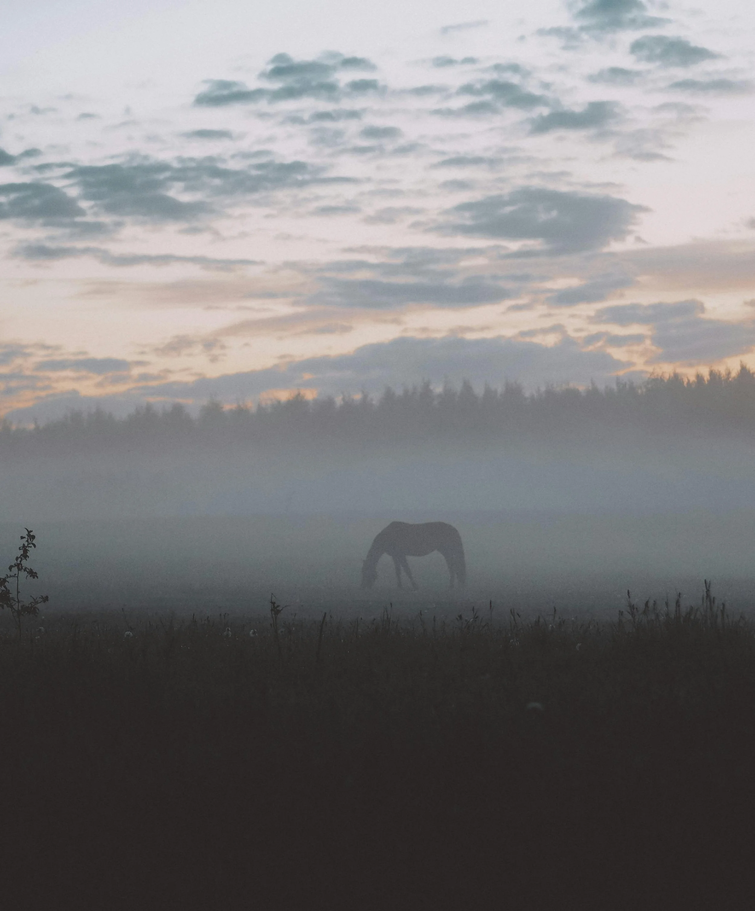 A horse grazing in a foggy field during dawn or dusk, with a cloudy sky overhead and a line of trees in the distance.