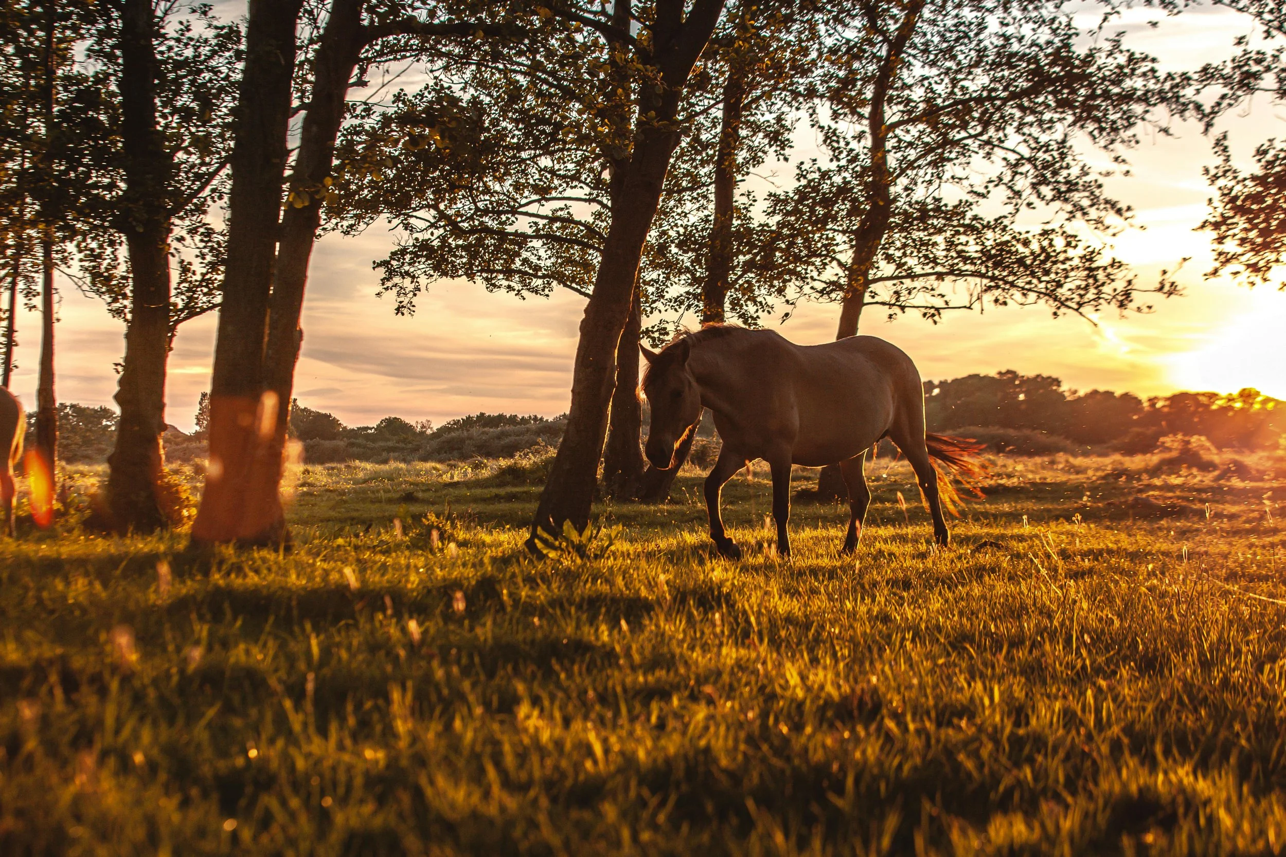 A brown horse grazing in a grassy field during sunset, with trees and a cloudy sky in the background.