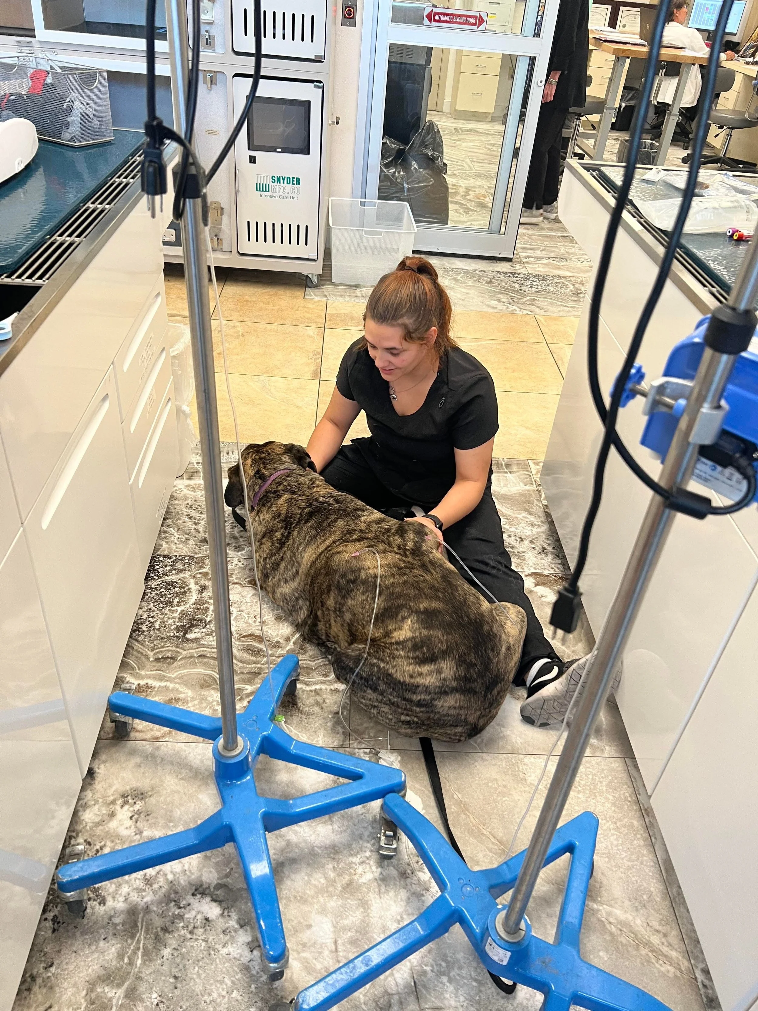 A female veterinary technician in black scrubs sitting on the floor in a veterinary clinic, attending to a large brindle dog that is lying down with IV lines. The room has medical equipment, cabinets, and a glass door in the background.