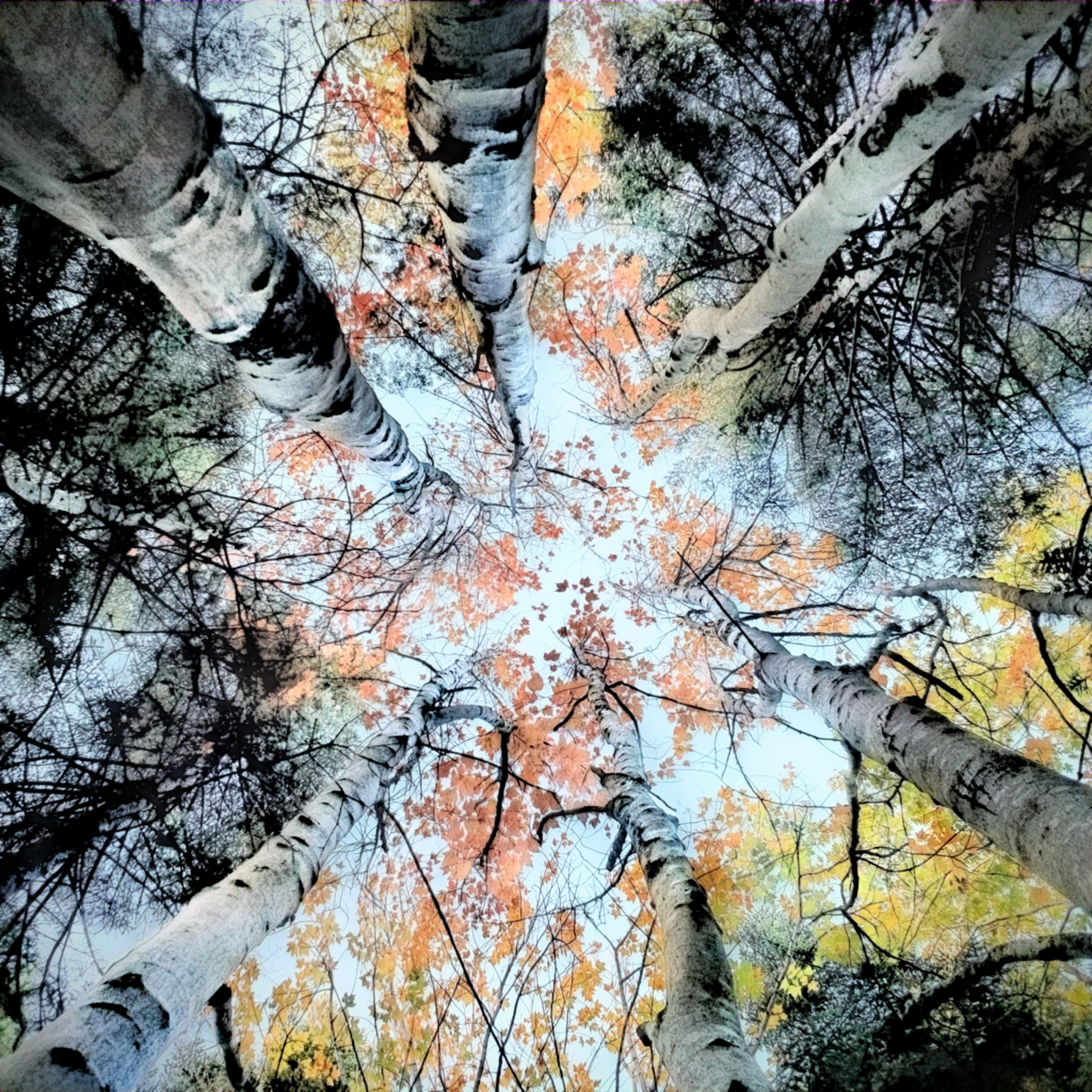 “Acadia: Canopy #7” -Photography