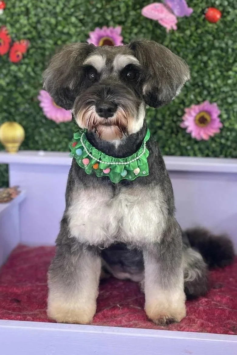 A cute dog with a gray and black coat sitting on a red rug in front of a colorful floral background, wearing a green collar with pom-poms and small multicolored balls.