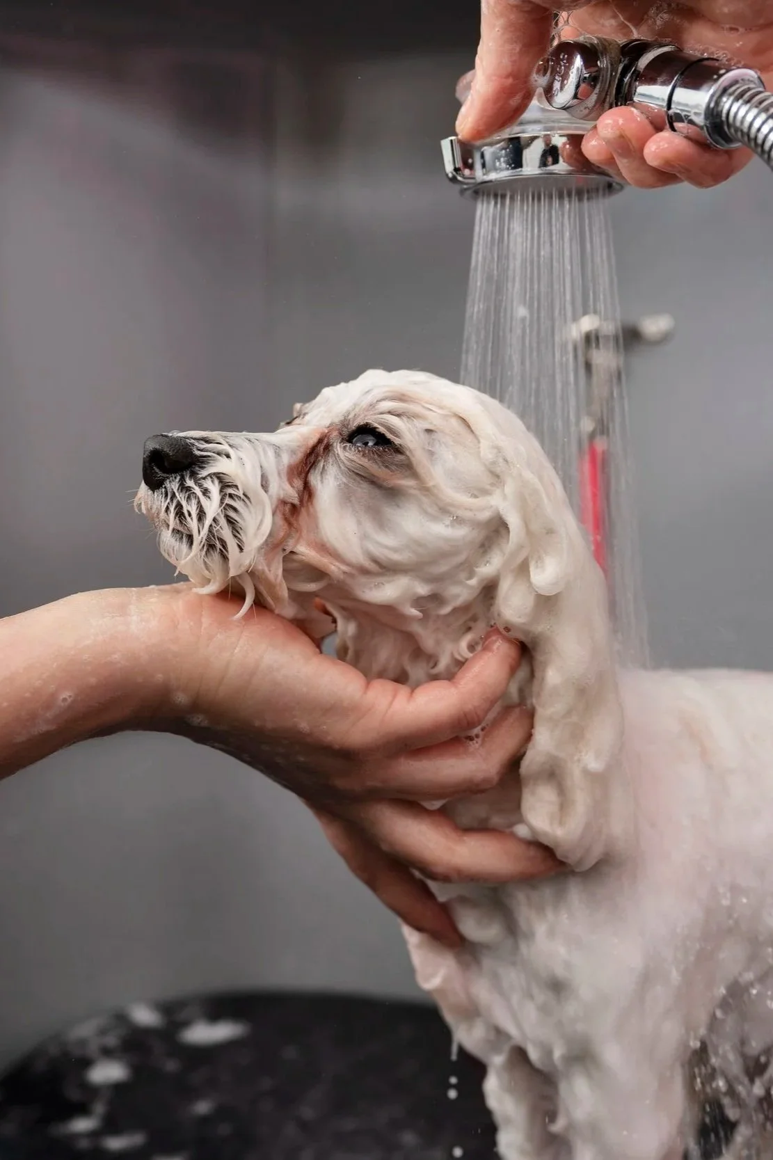 Person washing a dog in a sink under running water.
