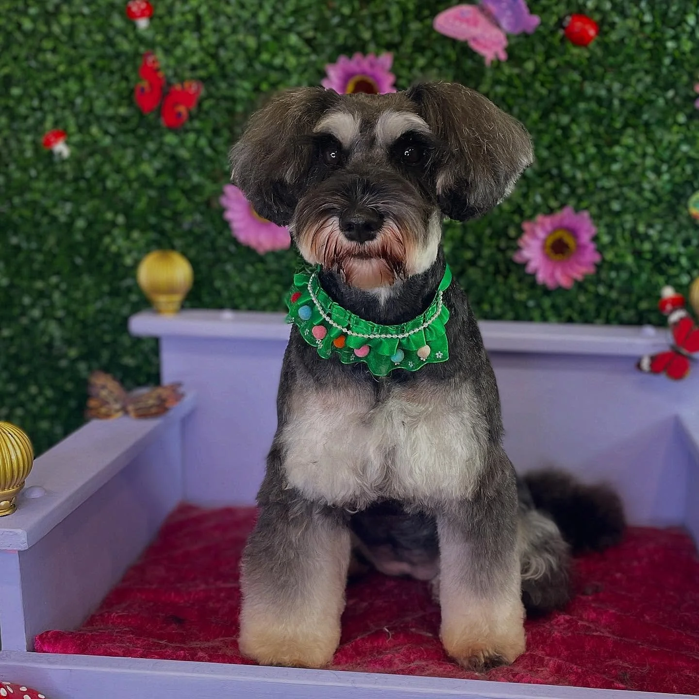 I love a schnauzer with long ears! 🐶 💜 the Asian fusion schnauzer is my top favourite grooms

#schnauzer #schnauzer_world #dogoftheday #doggroomer #doggroomerslife #cutedog #doggromerportstephens #doggroomernewcastle #smallbusinesssupportingsmallbu