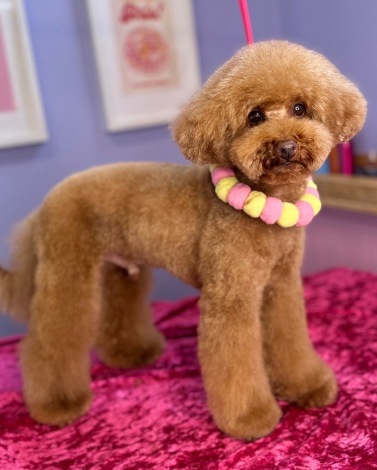 Flashy boy 🧸

#teddybear #doggroomer #cutedog #poodle