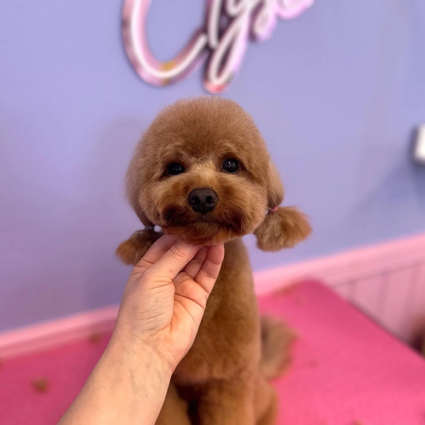 Love bug 🐞 👧

#teddybear #teddytrim #doggroomer #doggrooming #petstylist #tutorial #doggroom #cavoodle #poodle