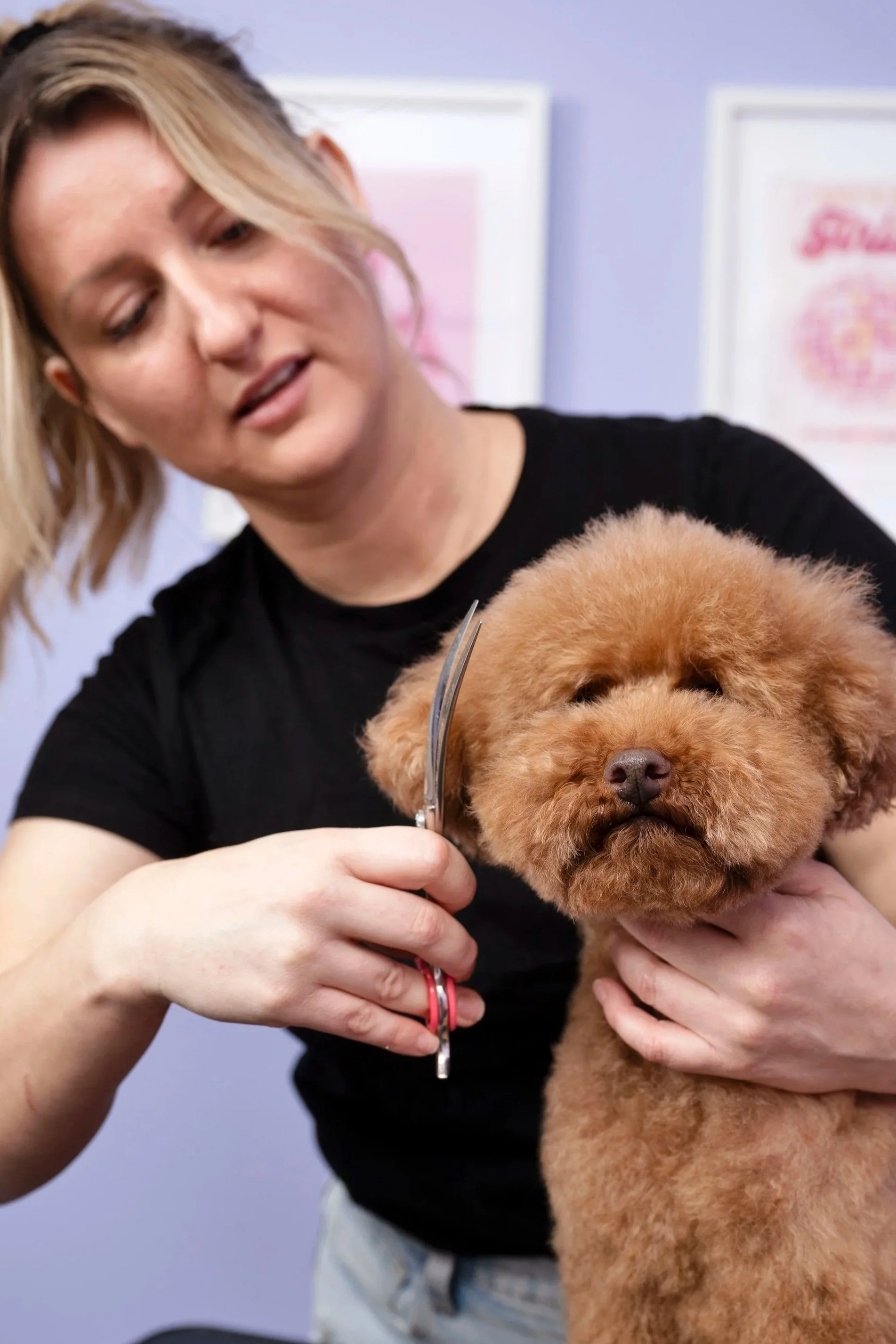 A woman grooming a fluffy brown poodle with a pair of grooming scissors in a pet grooming salon.