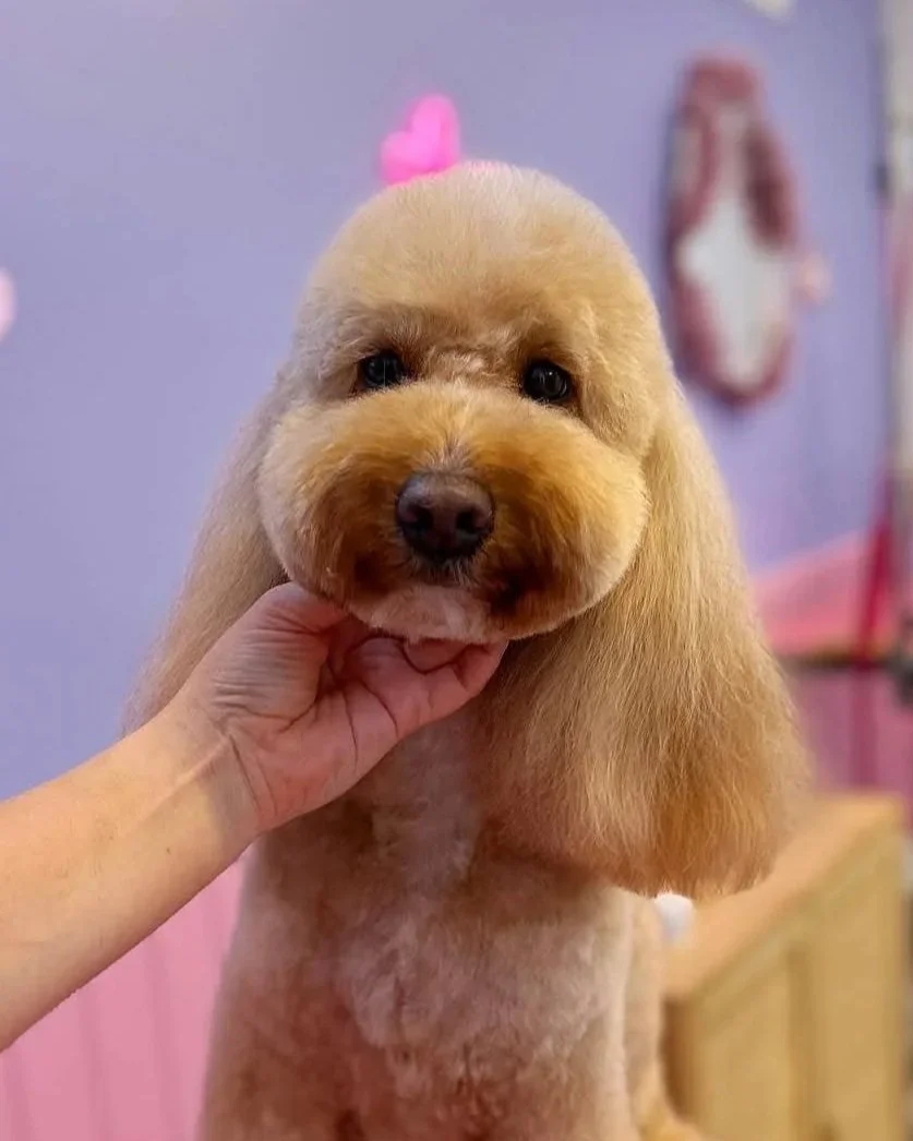 A cute golden-colored dog with a fluffy face and ears, holding a person's hand under its chin, indoors with pink and purple decor.