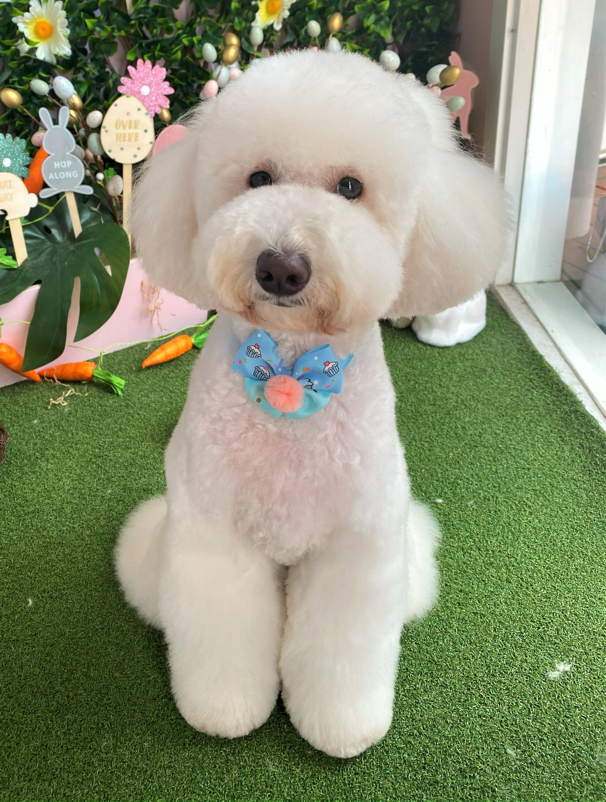 A cute white fluffy dog with big floppy ears, sitting on a green carpeted surface, wearing a blue bow with cupcake patterns and a pink pom-pom in the center. The background includes decorative Easter-themed signs, plastic carrots, and a green leafy plant.
