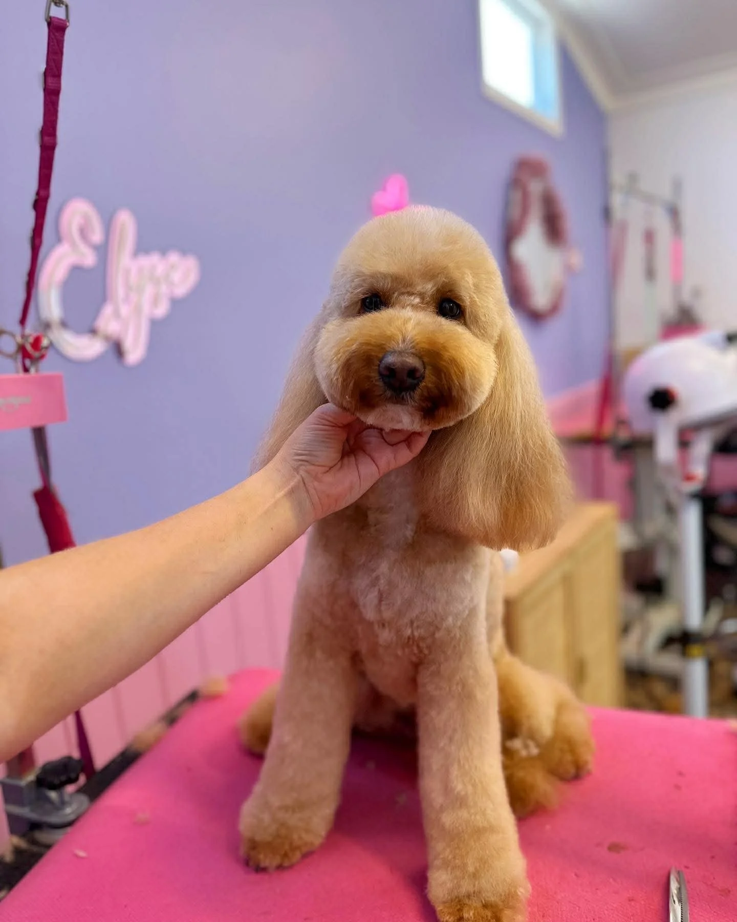 A small poodle dog with groomed fur, sitting on a pink grooming table inside a pastel-colored grooming salon. A person's hand is gently holding the dog's chin.