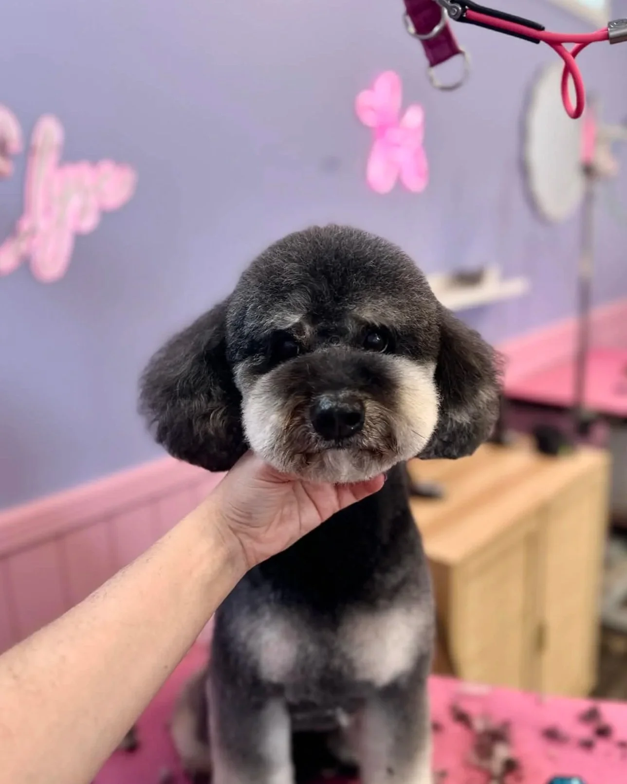 A gray and black puppy with fluffy ears being held by a person in a grooming salon with pink and purple decorations.