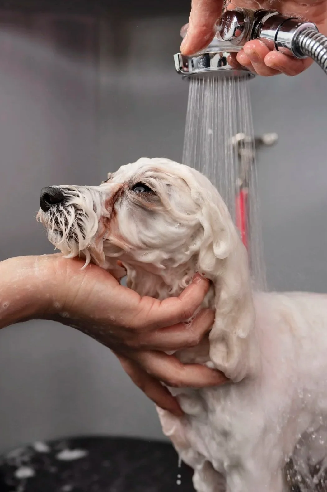 A person giving a dog a bath under a running shower, with the dog's wet fur and closed eyes visible.