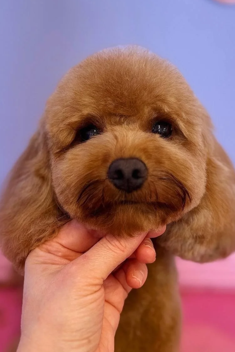 Close-up of a cute brown puppy with a hand gently holding its chin, against a soft pink background.
