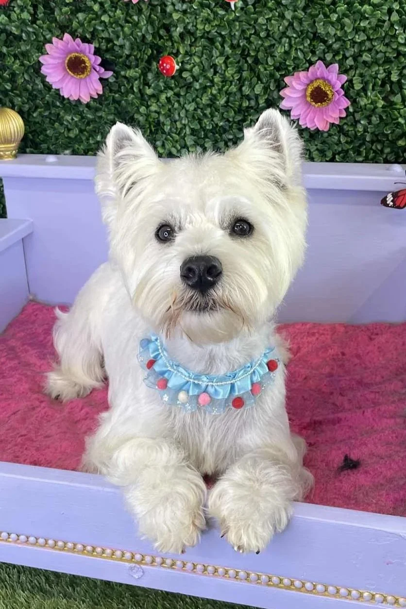 A white dog with a blue frilly collar decorated with colorful pom-poms sitting on a pink blanket in front of a green hedge with pink and purple flowers and a red and white mushroom decoration.