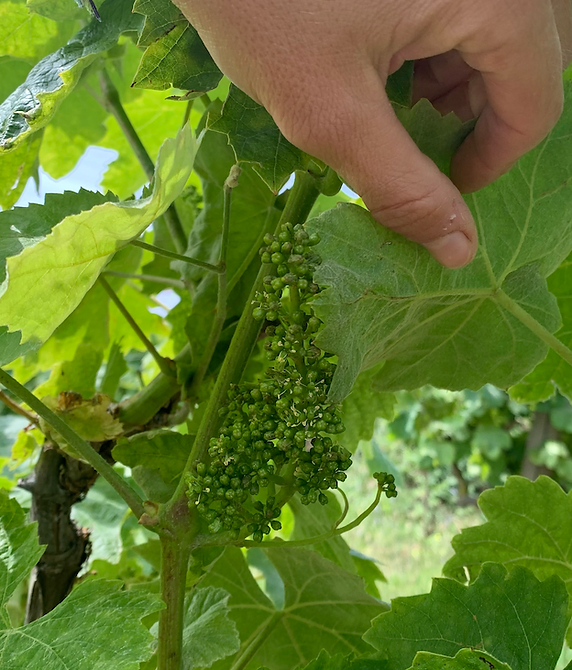Hand holding a grape cluster on a vine with green leaves.