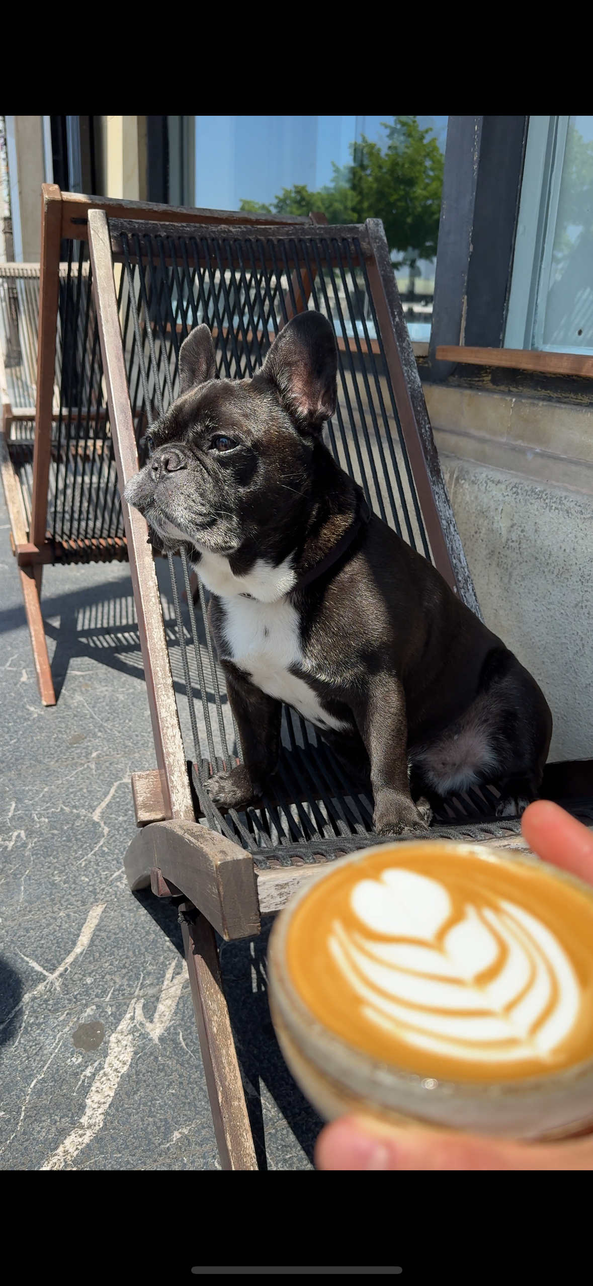 A black French Bulldog sitting on an outdoor wooden bench, with a cappuccino with latte art in the foreground, outside a cafe on a sunny day.