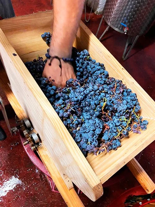Person crushing grapes in a wooden container during winemaking process.