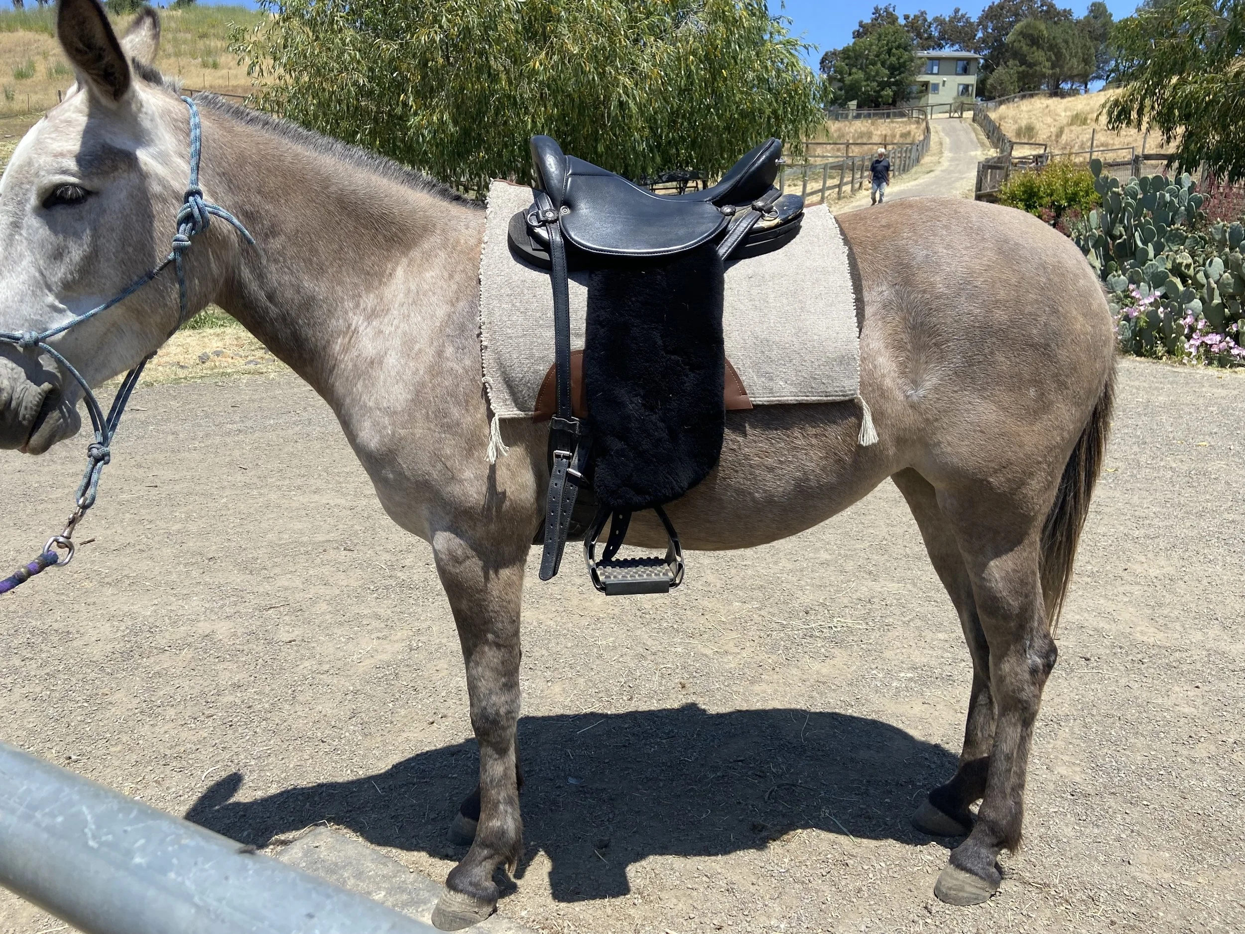26%22 Mule.jpg