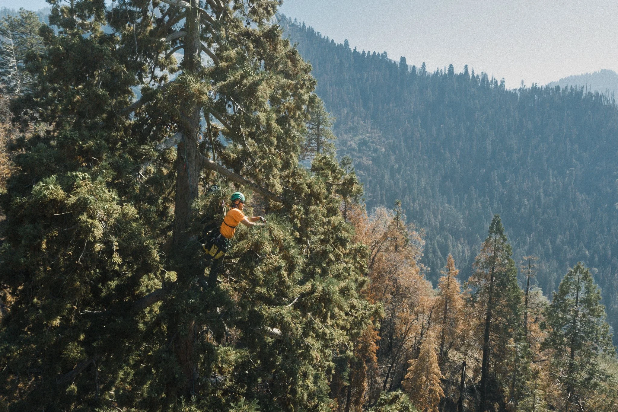 Cone Collecting-6.jpg