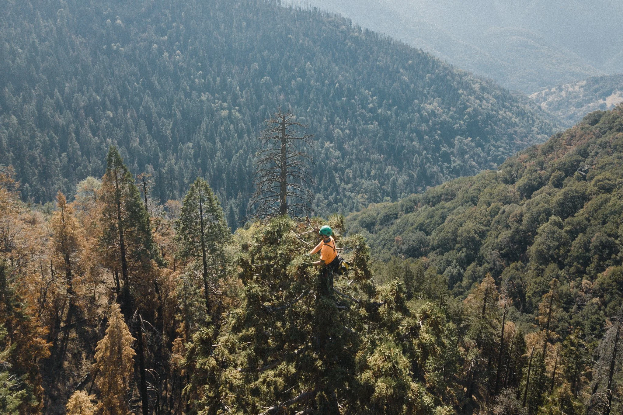 Cone Collecting-4.jpg