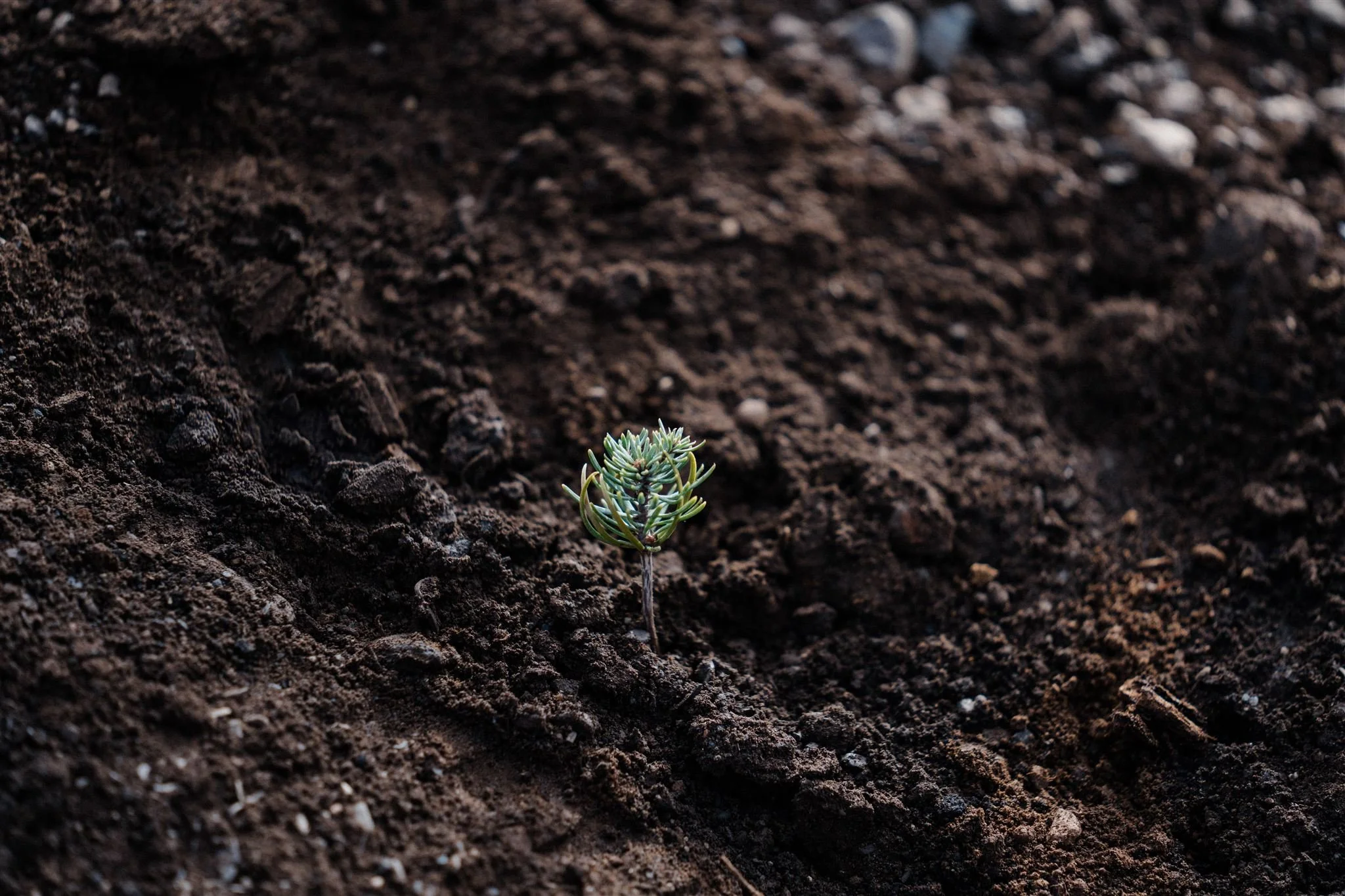 SEGI Covelo-81_websize.jpg