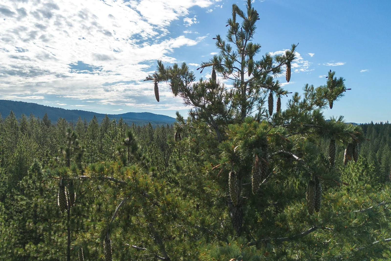 Cone Camp 2023-70_websize.jpg