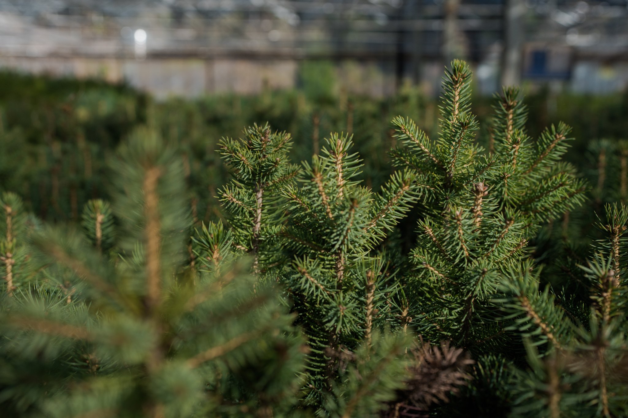 SEGI Grow Trees -4.jpg