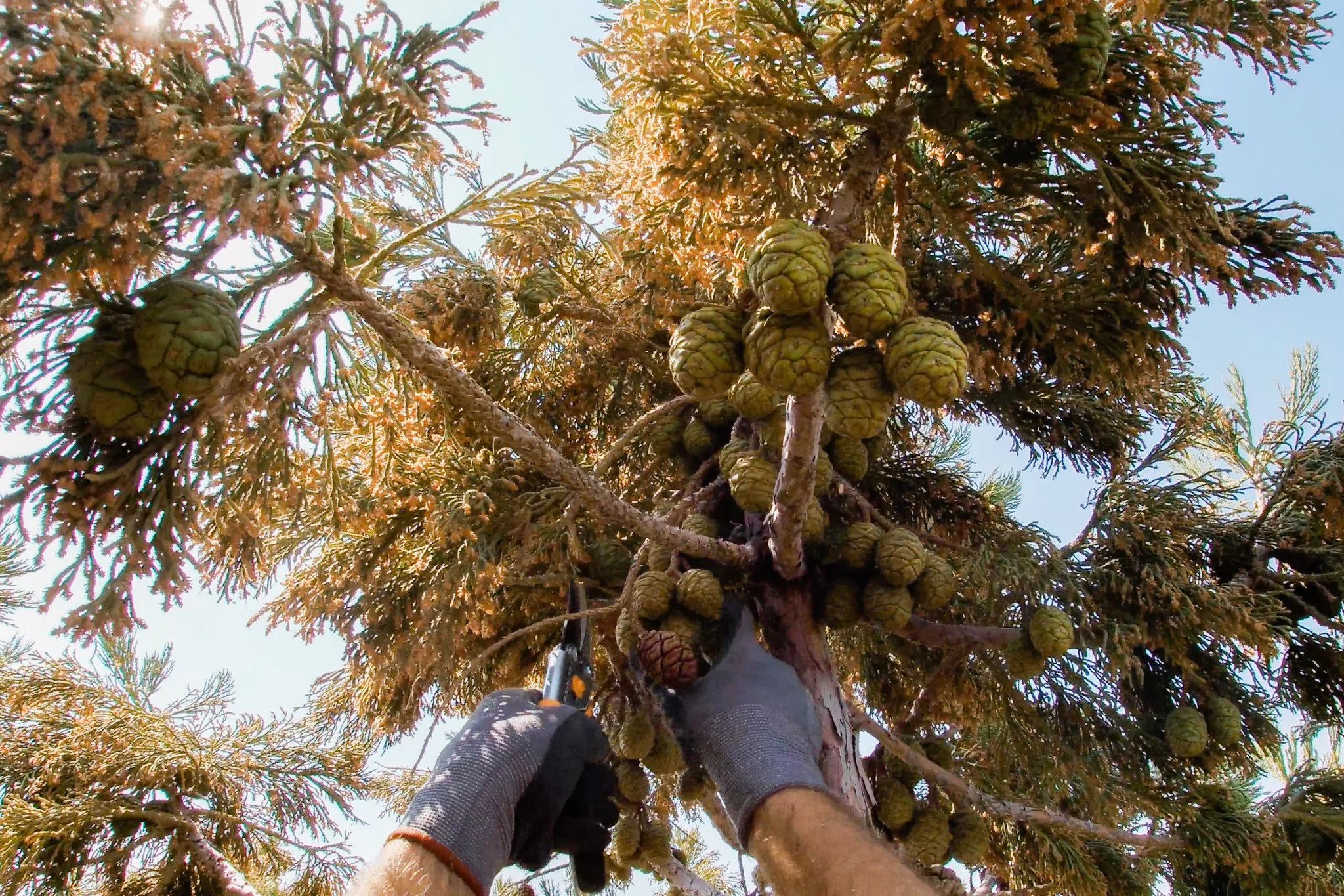Cone Collecting-3.jpg
