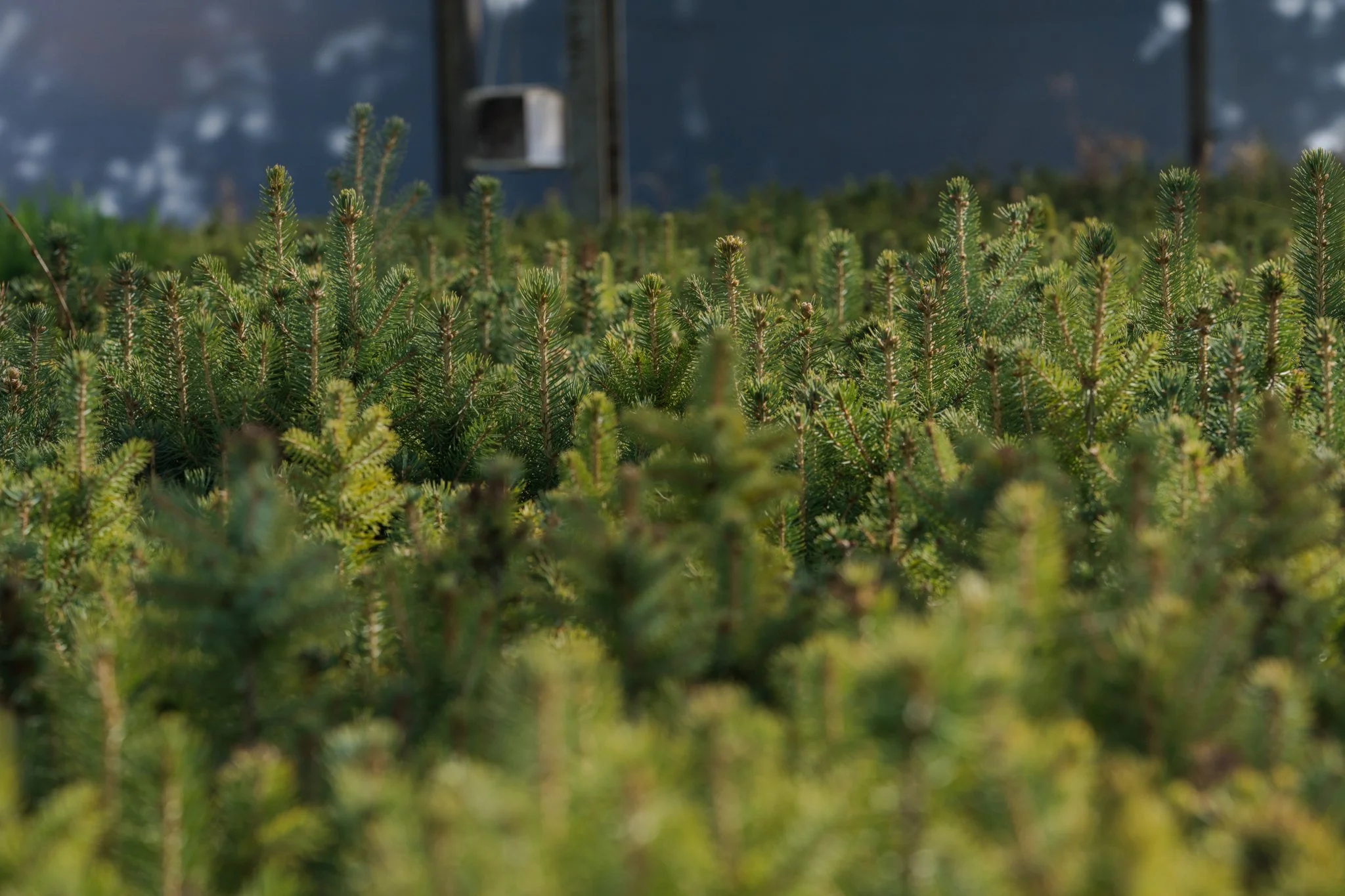 SEGI Grow Trees -3.jpg