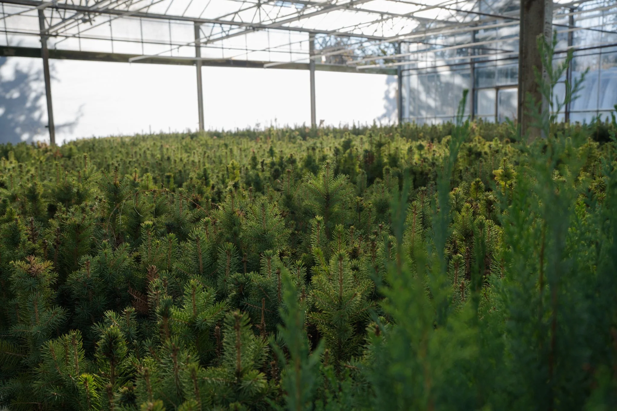 SEGI Grow Trees -6.jpg