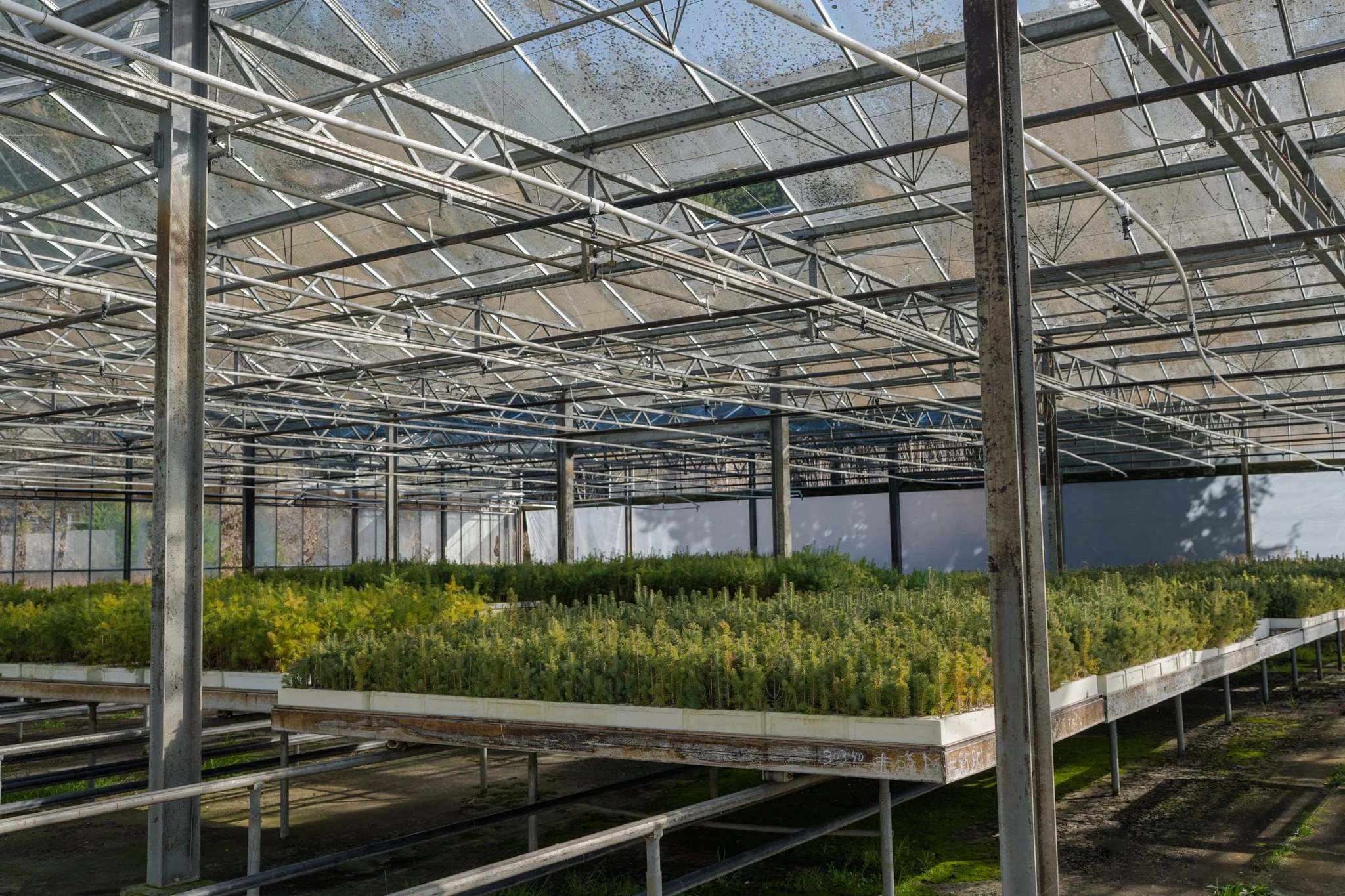 SEGI Grow Trees -5.jpg