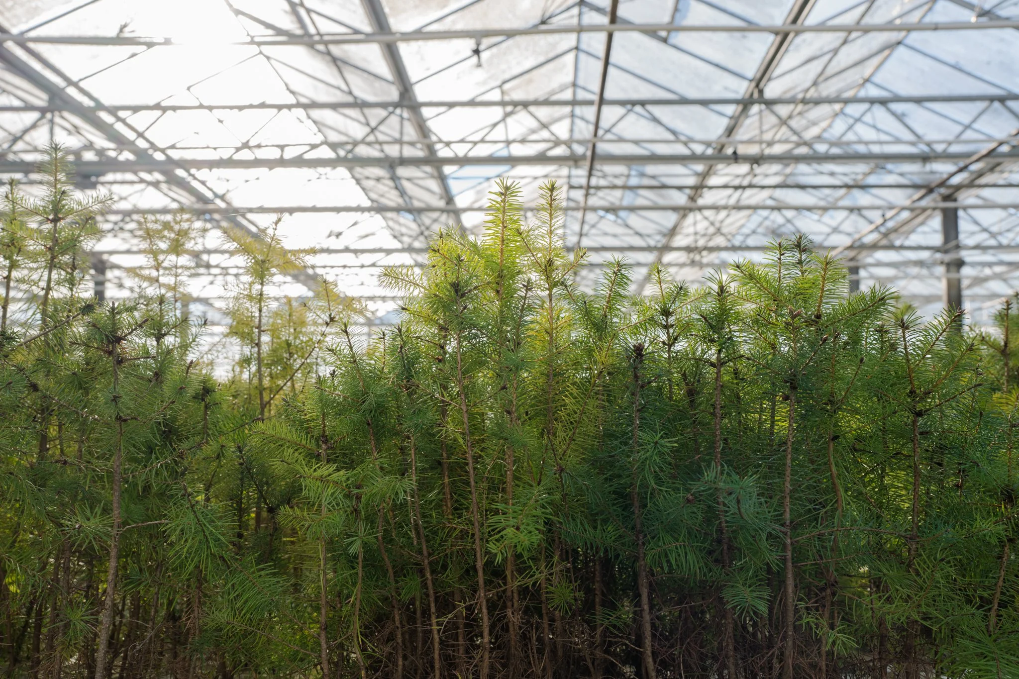 SEGI Grow Trees -9.jpg