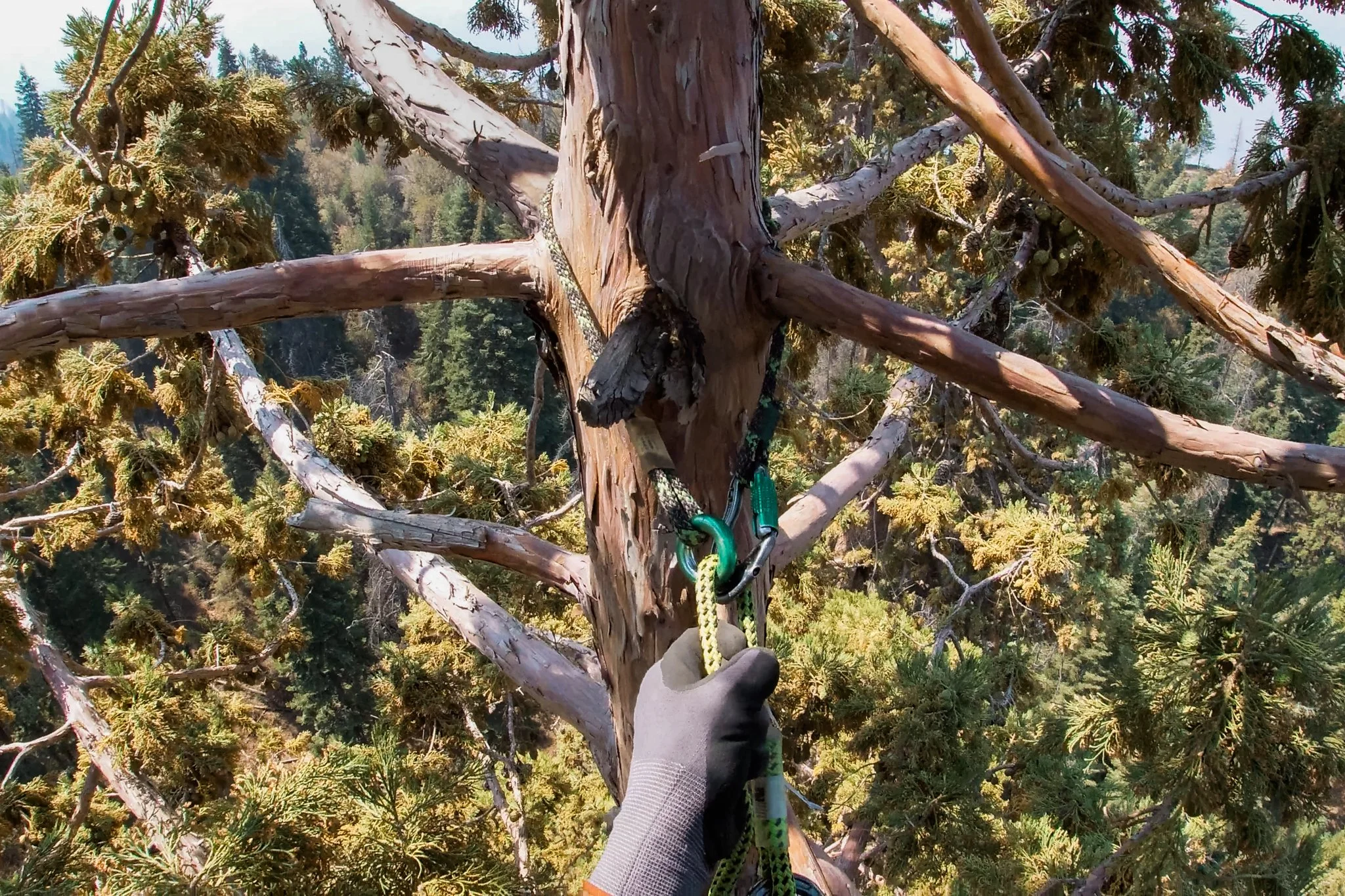 Cone Collecting-2.jpg