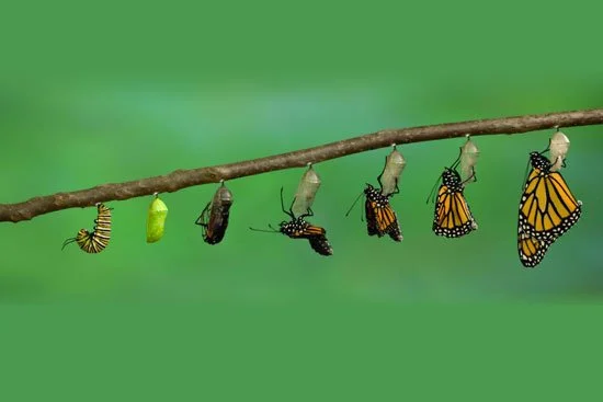 Step Two: Transition Planning