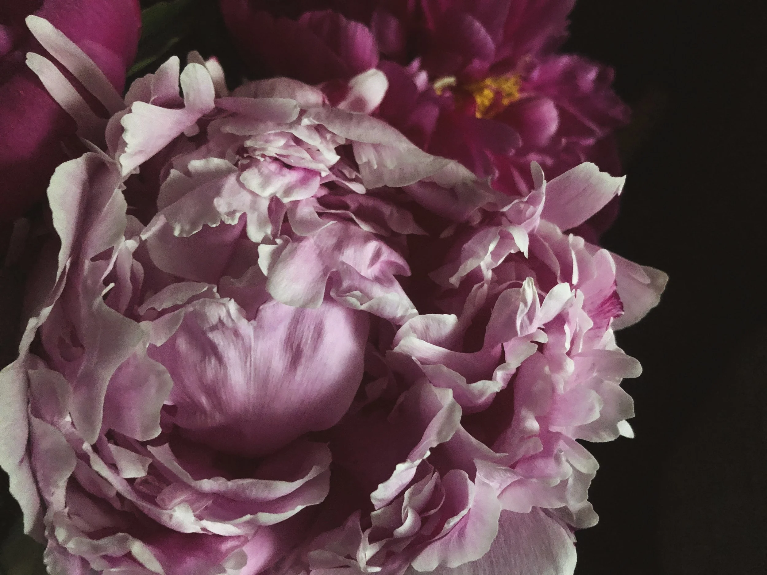 Peonies