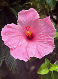 Ohana limited time offer