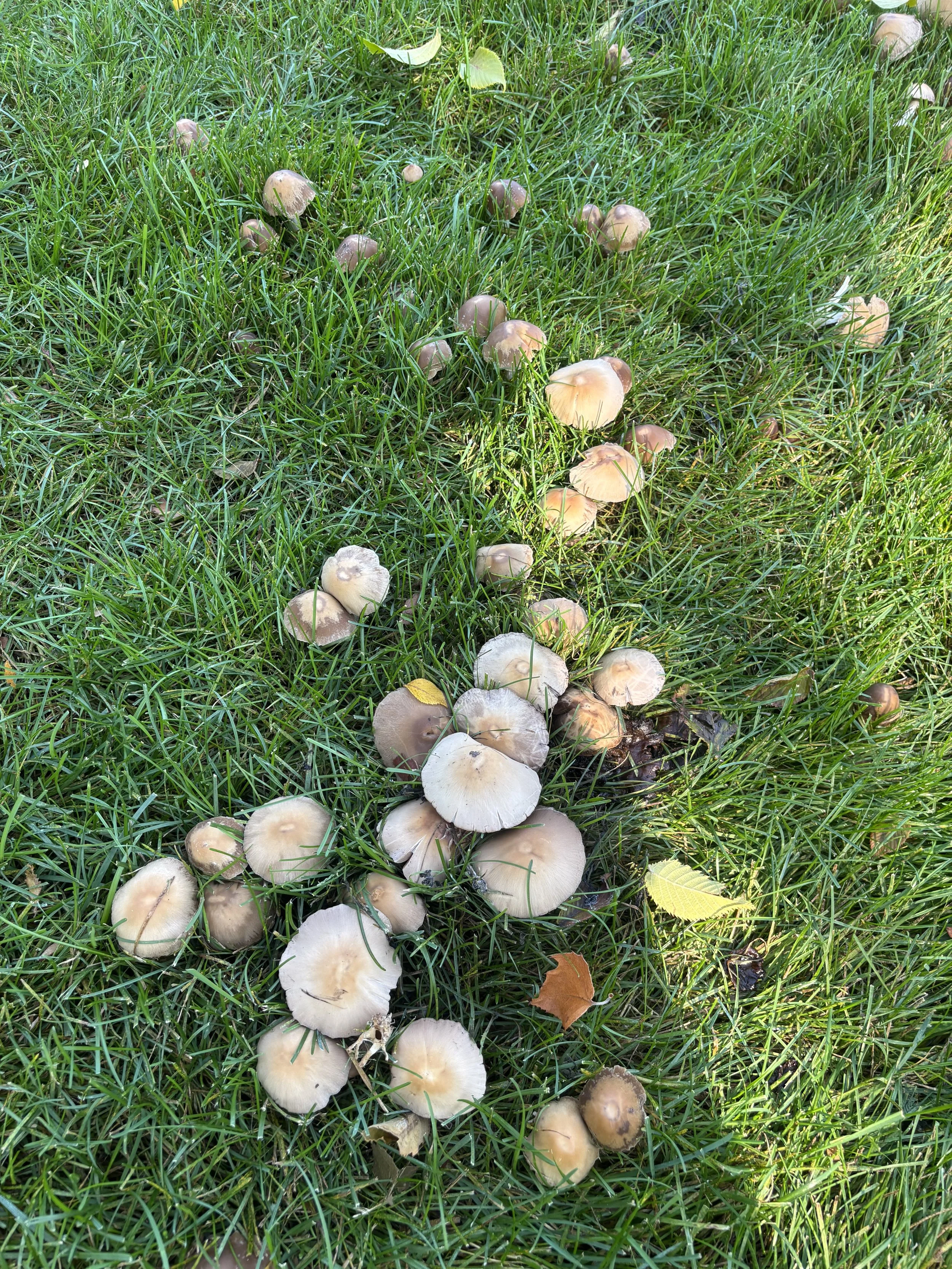 Cluster of mushrooms growing on a grassy patch, some mushrooms have beige caps and others are darker brown, surrounded by green grass and a few fallen leaves.