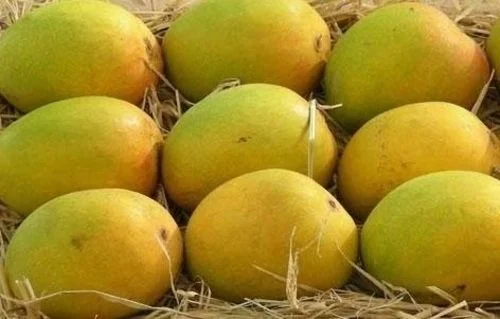 a-grade-99-9-pure-fresh-indian-origin-common-cultivated-sweet-mango-378.jpg