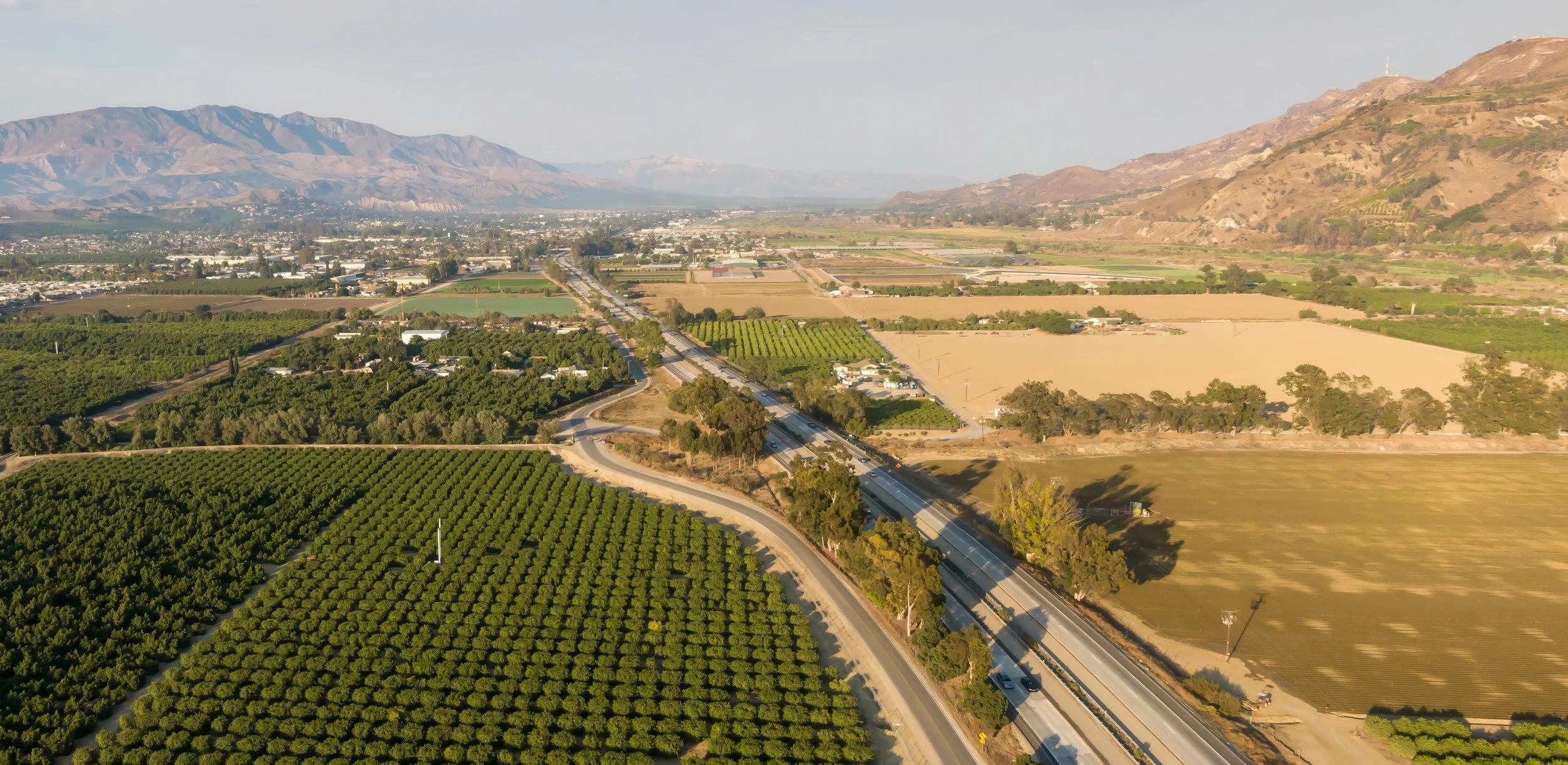 Picture of orange groves near Santa Paula, CA