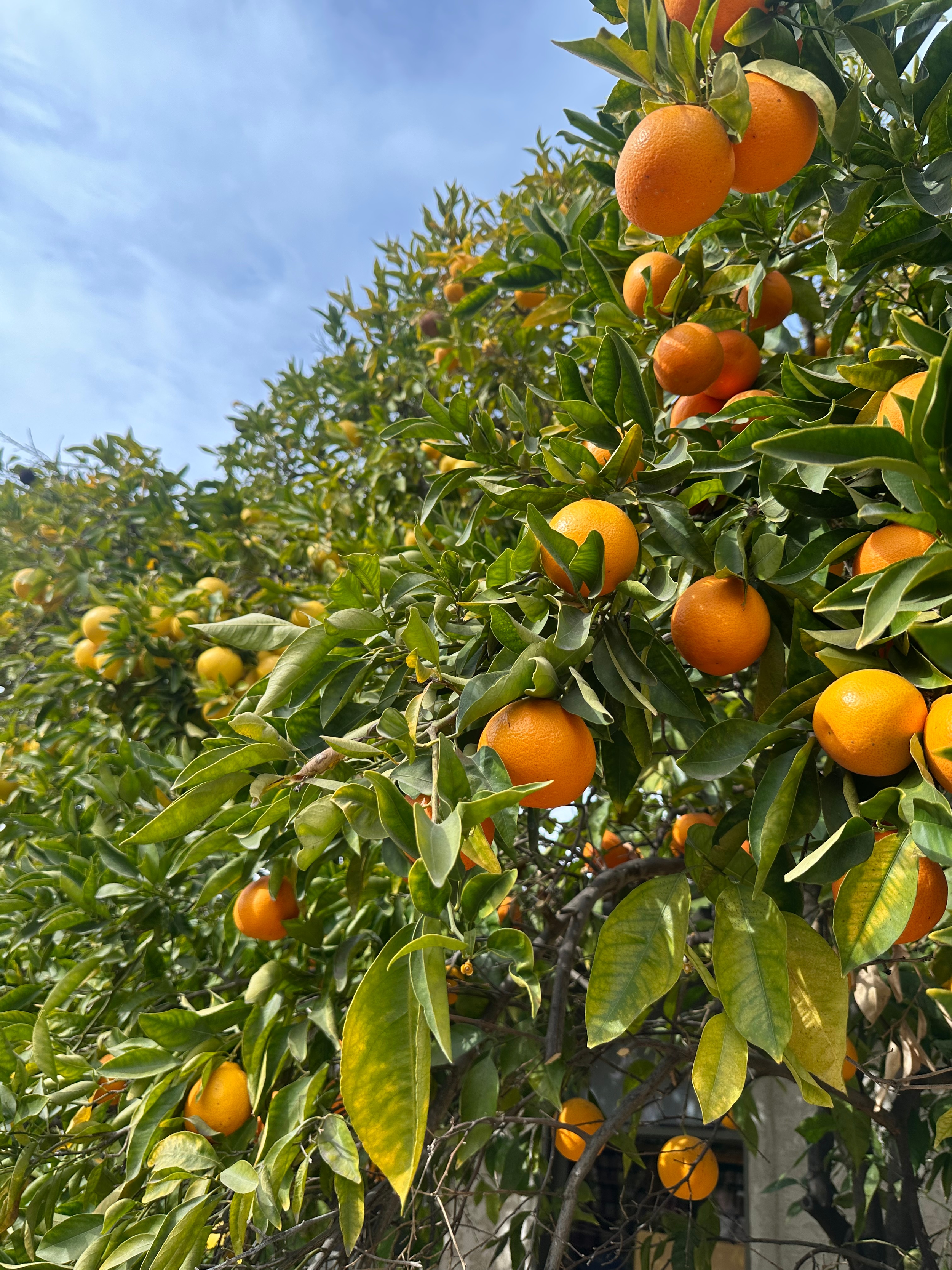 Picture of oranges on a tree