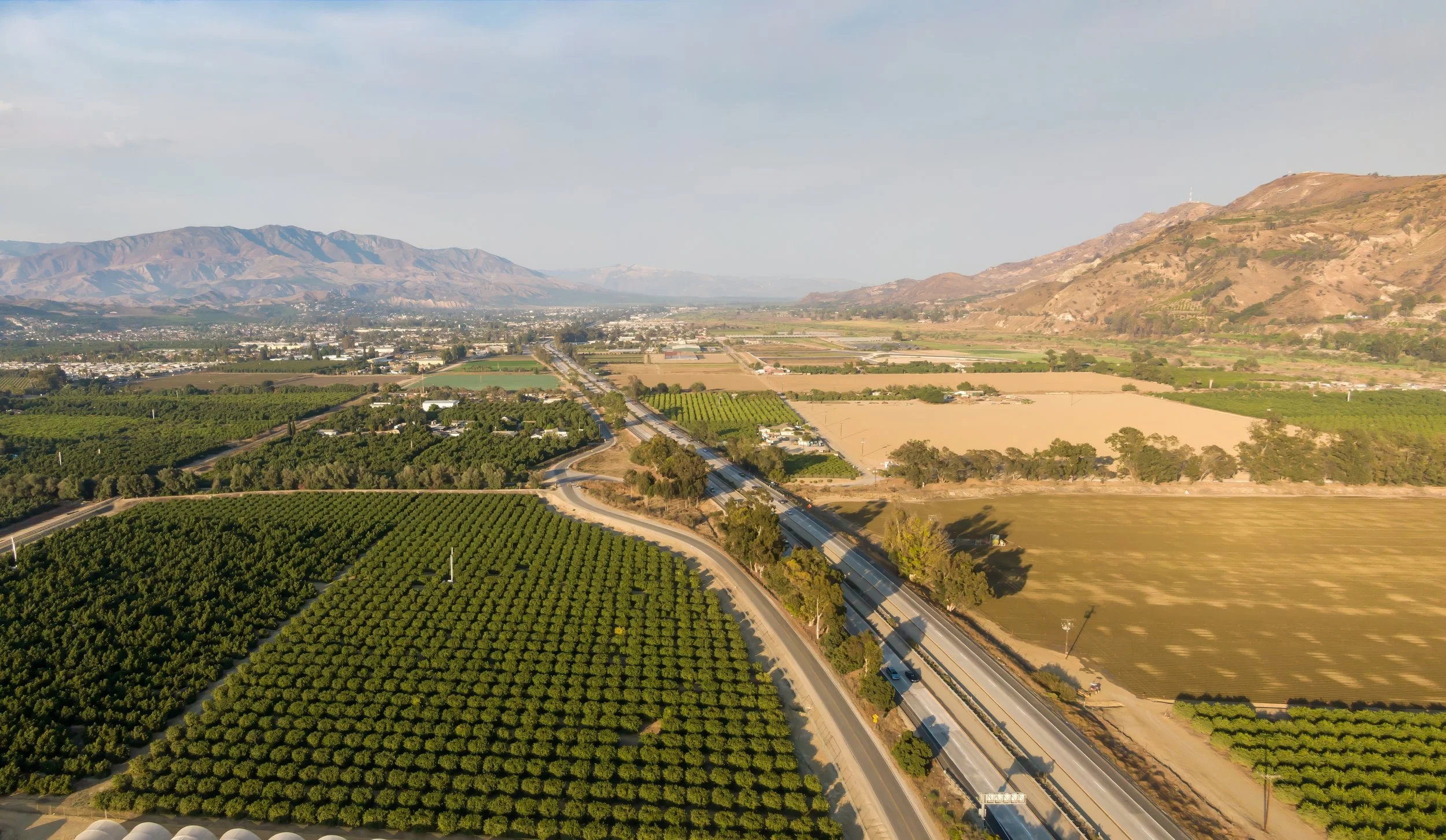 Picture of orange groves near Santa Paula, CA