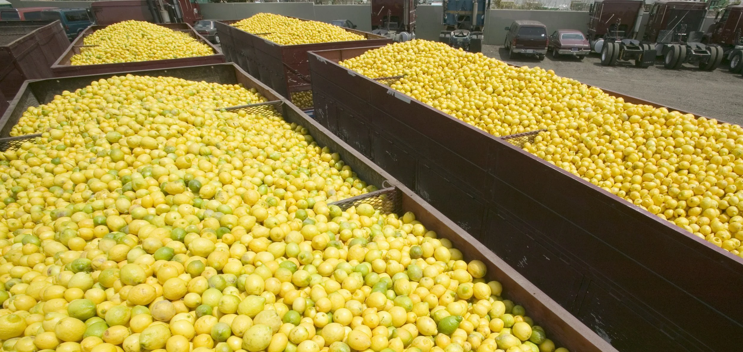 Picture of fresh picked citrus fruit
