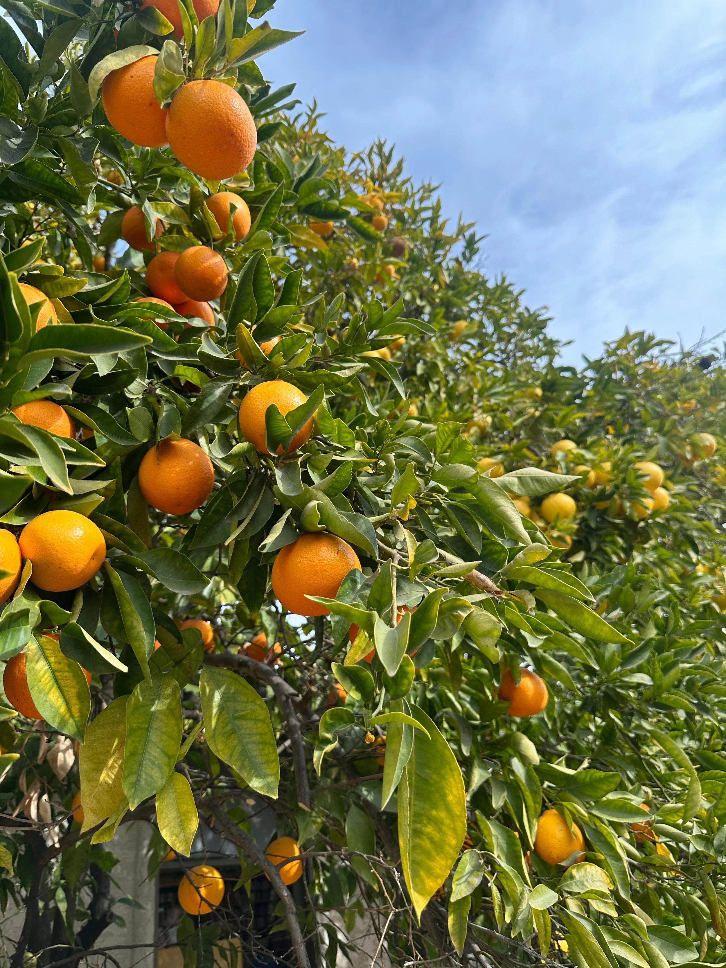 Picture of oranges on a tree