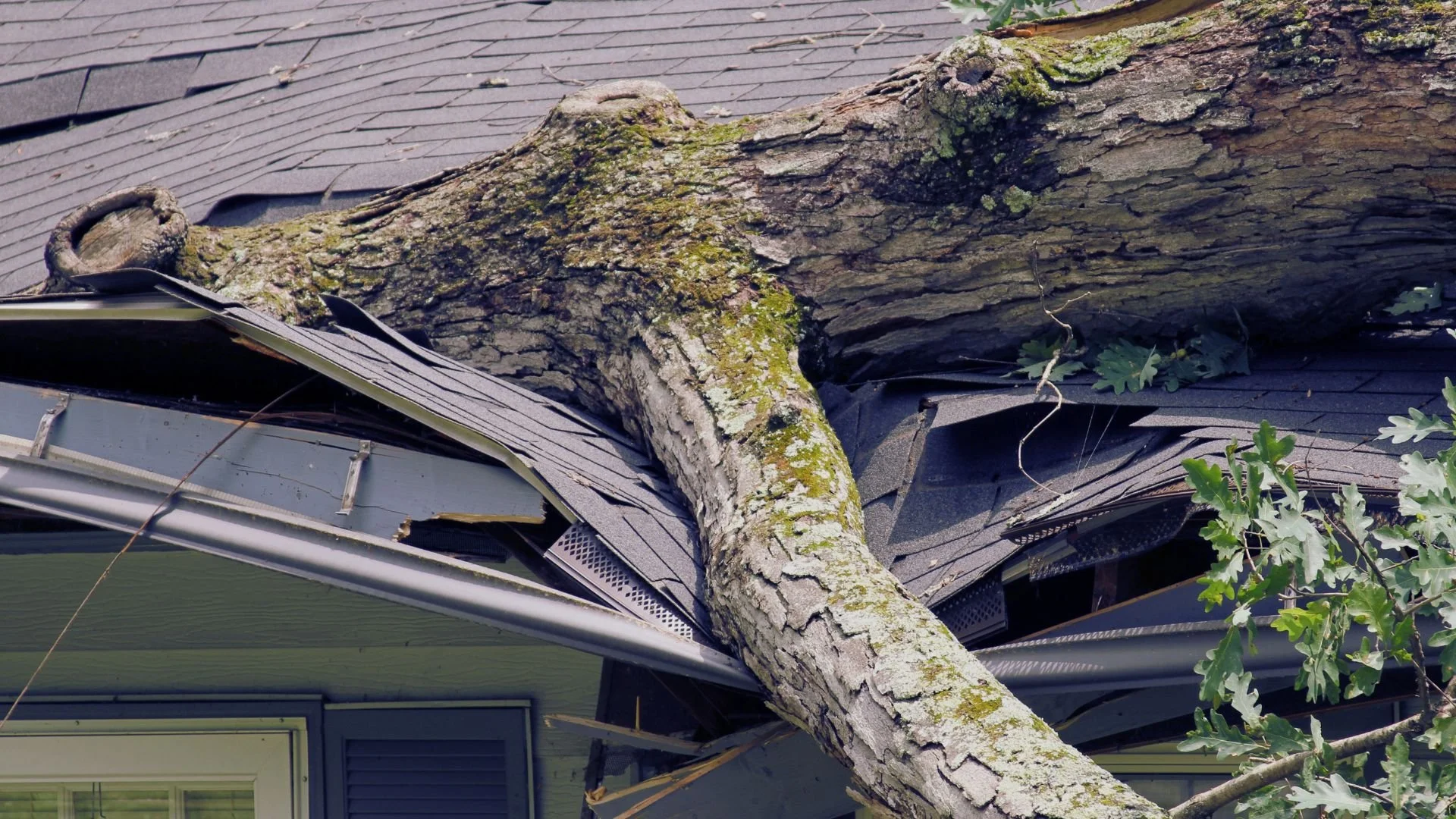 Tree fallen onto house roof, damaging shingles and gutter.