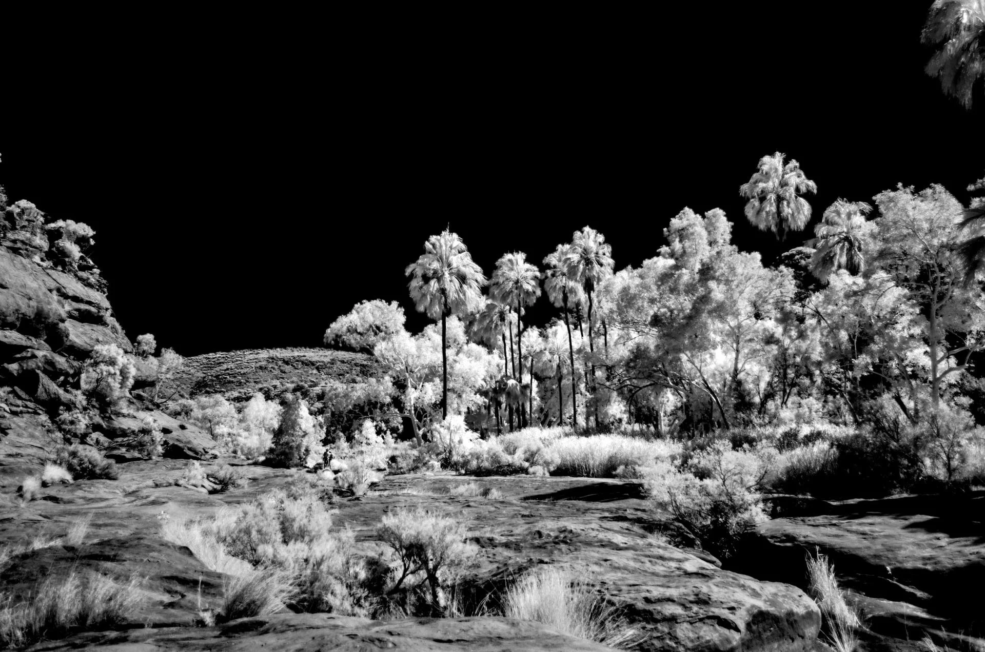 Palm_ValleyDSC_0729.jpg